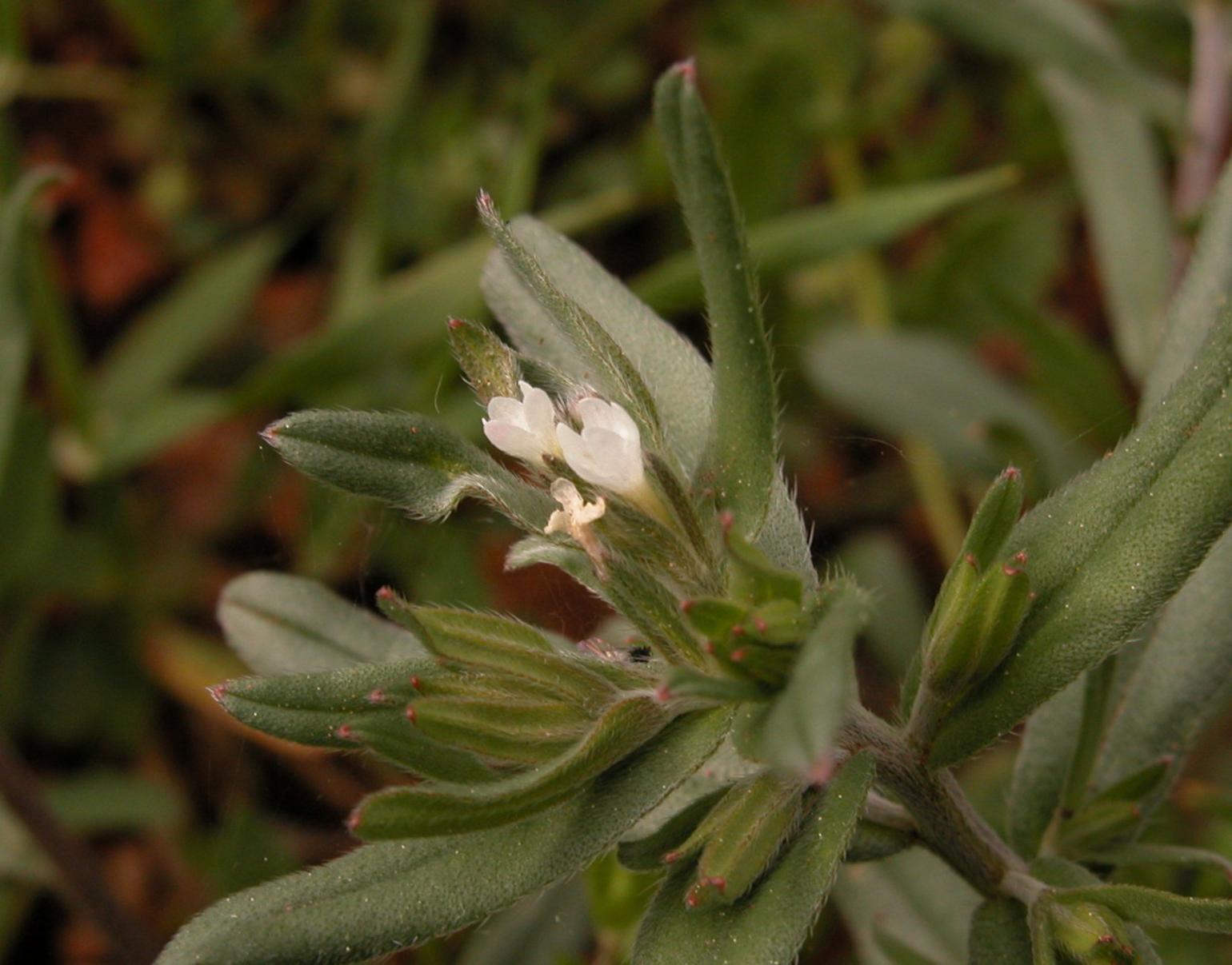 Gromwell
